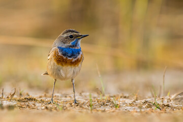 Common Bluethroat