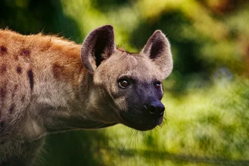 Crédence de cuisine en verre imprimé Hyène Gros plan sur le visage de l& 39 hyène et des yeux à la chasse