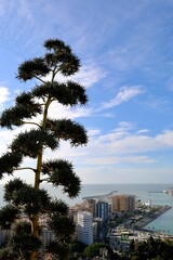 trees in the city