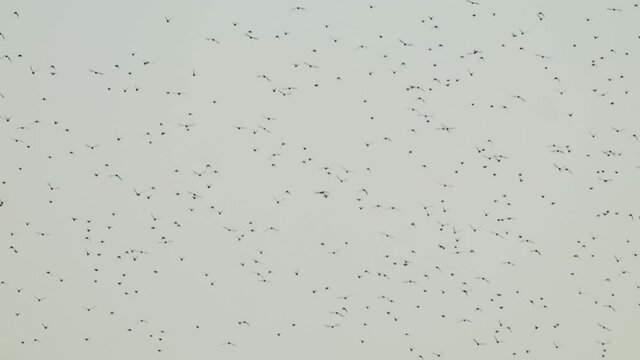 Majestic scenery of far away birds migrating on golden hour sky, zoom out