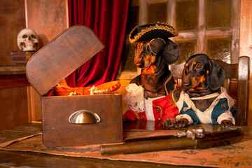 Two funny dachshund dogs in costumes of privateers or royal guards with hats look into the chest with shining treasures on table in cabin of pirate ship, blunderbuss is nearby.