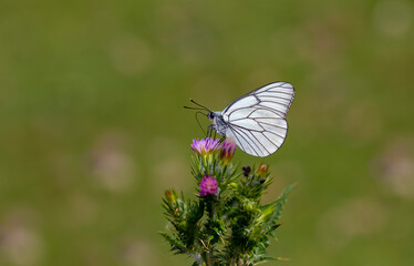 Hawthorn Butterfly - Black-veined White - Aporia crataegi