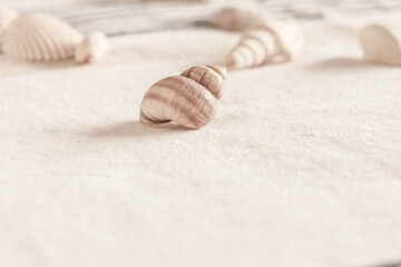 Snail shell on white background, beautiful white sea shells on white sand, background.  Relaxing seashell background