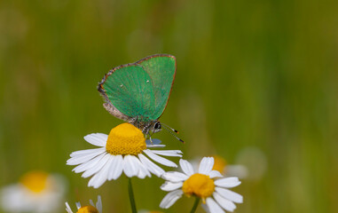 green butterfly on daisy flowers, Callophrys rubi