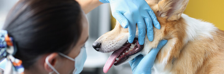Veterinarian doctor examines dog oral cavity in clinic closeup