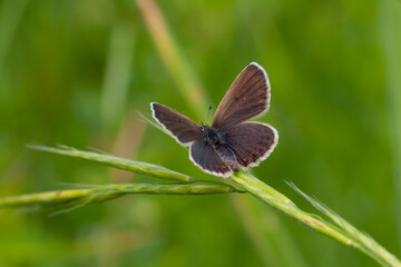 brown tiny butterfly on leaf
