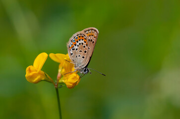 tiny butterfly on yellow flower, Plebejus argus
