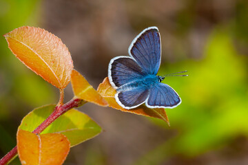 butterfly in natural habitat (plebejus argus)