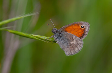 little butterfly clinging to a green grass, Coenonympha pamphilus