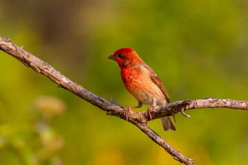 a beautiful red chirping bird,Rosefinch, Carpodacus erythrinus	