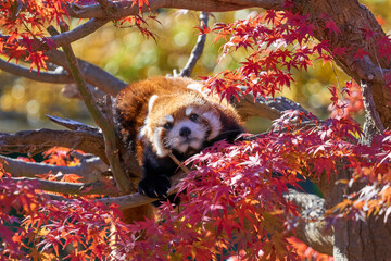 紅葉と目覚めるレッサーパンダ　市川市動植物園