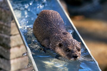 流しカワウソ　市川市動植物園