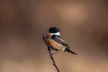 little bird clinging to a dry branch