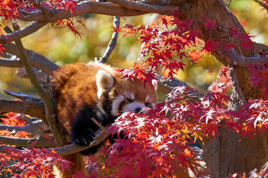 紅葉とレッサーパンダ　市川市動植物園