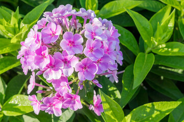 Summer blooming of a pink-lilac decorative phlox bush in a garden country yard. 