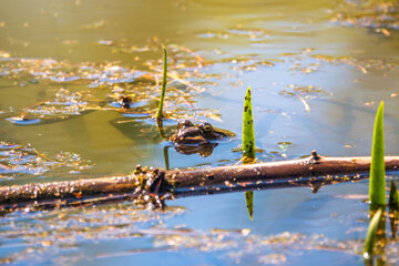A large green frog swims in the marsh.
