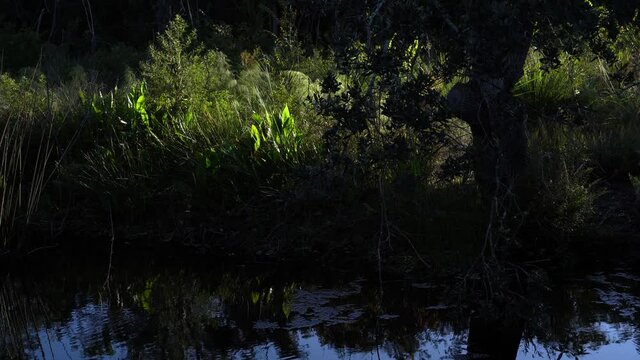 Reflection of tropical bushes and plants in water; edge of a tropical pond in late afternoon light.