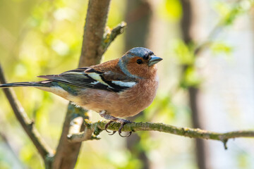 Common chaffinch, Fringilla coelebs, sits on a branch in spring on green background. Common chaffinch in wildlife.