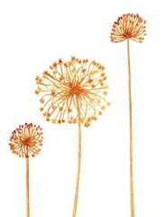 watercolor illustration of brown flowers with an umbrella inflorescence and fluff. isolated on a white background.dried flowers