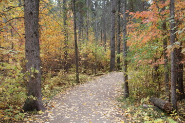 Fototapeta premium path in autumn forest, Whitemud Park, Edmonton, Alberta