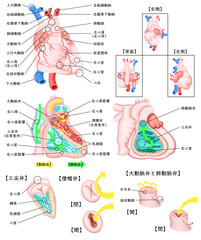 心臓　循環器　構造　イラスト　日本語