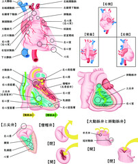 Obraz premium 心臓 循環器 構造 イラスト 日本語
