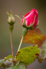Macros Shot of a beautiful deep pink rose bud in a  garden