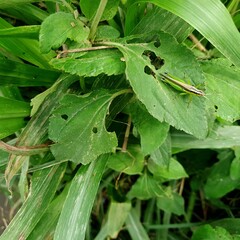 grasshopper on a leaf