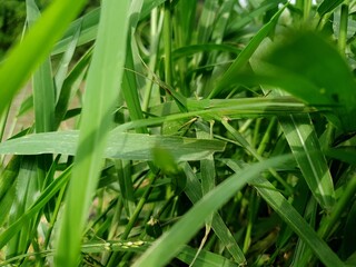 Grasshopper on grass