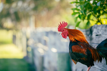 Old English Game cockerel sitting on fence crowing in pretty garden setting © Caseyjadew