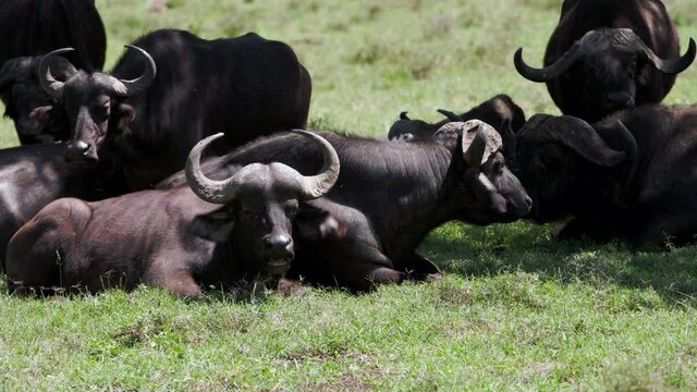 A large black rhinoceros (Diceros bicornis) is walking around in the african heat with Kenyan Crown-Crane (Balearica regulorum) sitting on his back. African Buffalos graze in the foreground.
