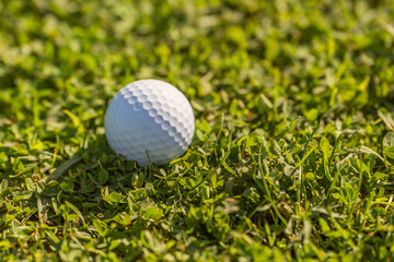 Close-up of a golf ball lying in green grass.