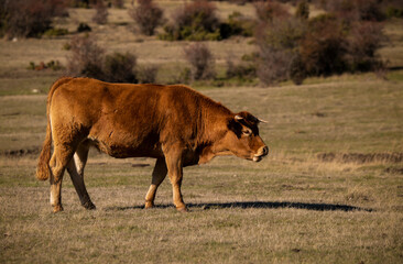 Portrait of cow in field. Shot in Cantalojas, Castilla La Mancha, Spain