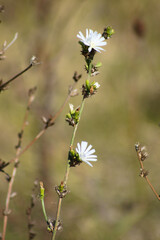 Common chicory in bloom closeup view with blurred background