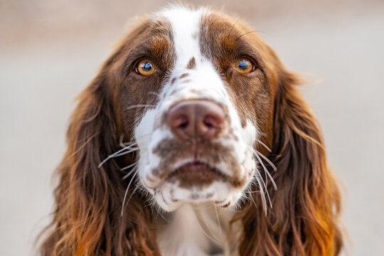 Close-up of an English springer spaniel