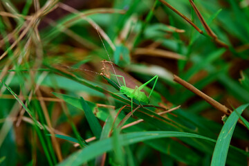 green insect on grass blade
