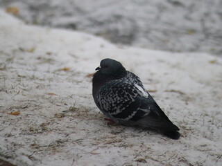 Dove ruffled on snowy ground