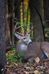 Whitetail Buck Resting In The Woods - Odocoileus virginianus