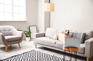 Cute Labrador dog lying on sofa in light living room