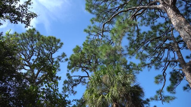 Great Florida pine tree with surrounding tree tops  framed against bright blue sky, tracks to clouds and treetops; west coast of Florida 