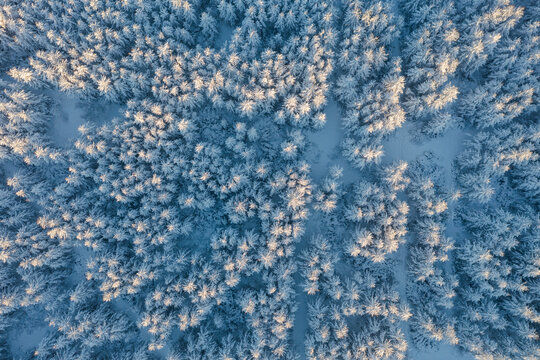 Aerial photography of the winter forest. Top view of snow-covered larch trees. The tops of the trees are illuminated at sunrise. Beautiful northern nature. Cold winter weather. Natural background.