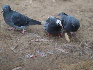 Doves fight for a piece of bread