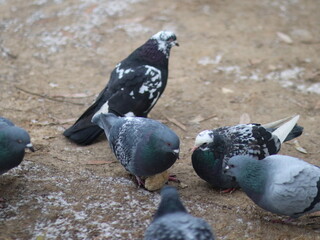 Doves fight for a piece of bread