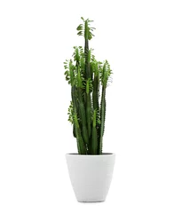 Foto op Plexiglas Green cactus on light background © Pixel-Shot