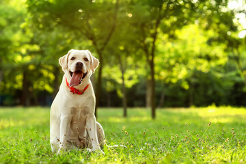Cute Labrador dog in park
