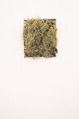 Lichens Usnea from above on pink desk. Dried usnea lichen, copy space.  Alternative, herbal medicine concept.