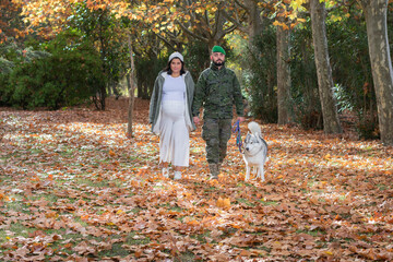 Fototapeta premium mujer embarazada, militar y perro husky dan un paseo familiar en el parque, el suelo lleno de hojas de otoño.