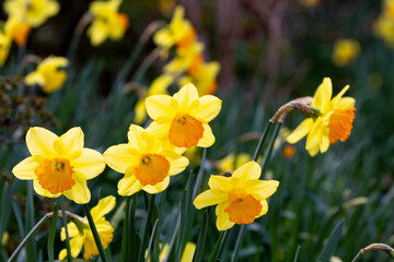 Obraz premium Blooming yellow narcissus in spring in the garden