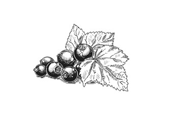 Hand drawn sketch black and white of currant, blackcurrant, blackberry, leaf. Vector illustration. Elements in graphic style label, card, sticker, menu, package. Engraved style illustration.