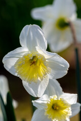Fototapeta premium Blooming white narcissus in spring in the garden
